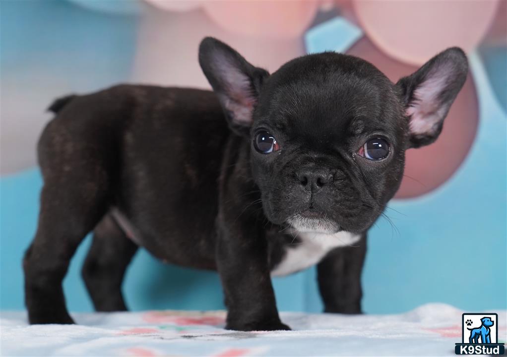 a small black french bulldog dog