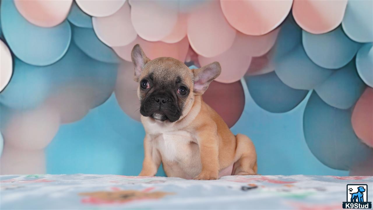 a small french bulldog dog in a room