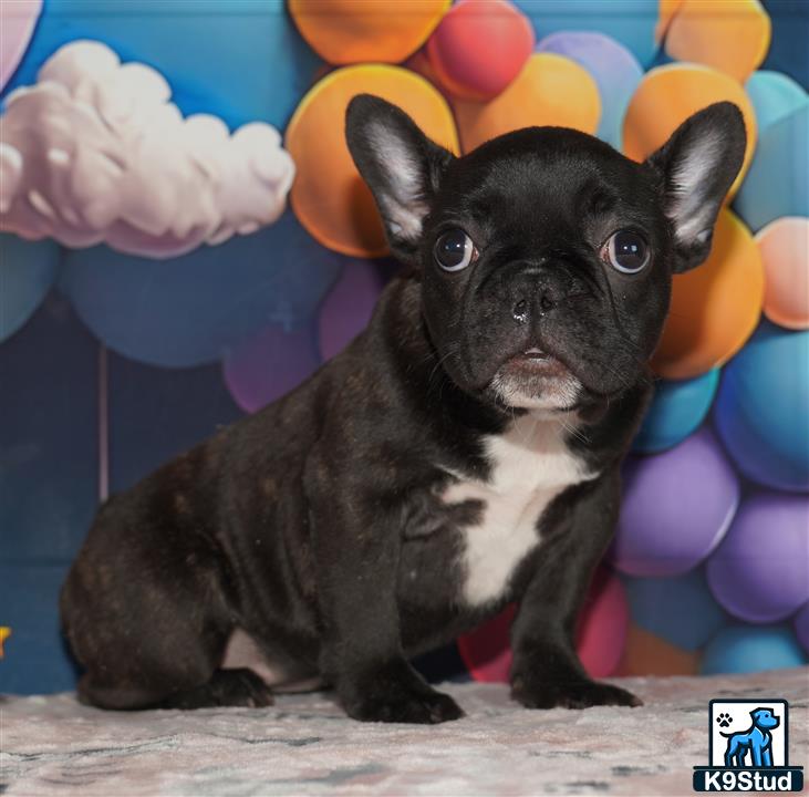 a black and white french bulldog dog