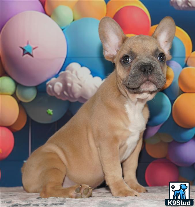 a french bulldog dog with its paws up