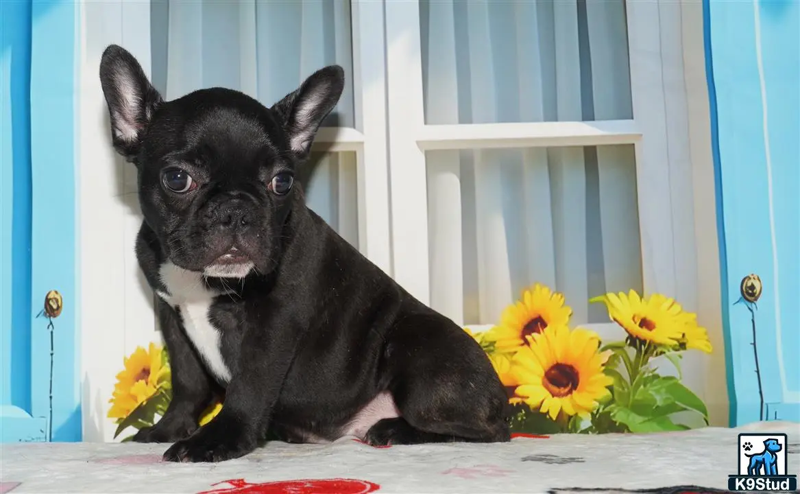 French Bulldog