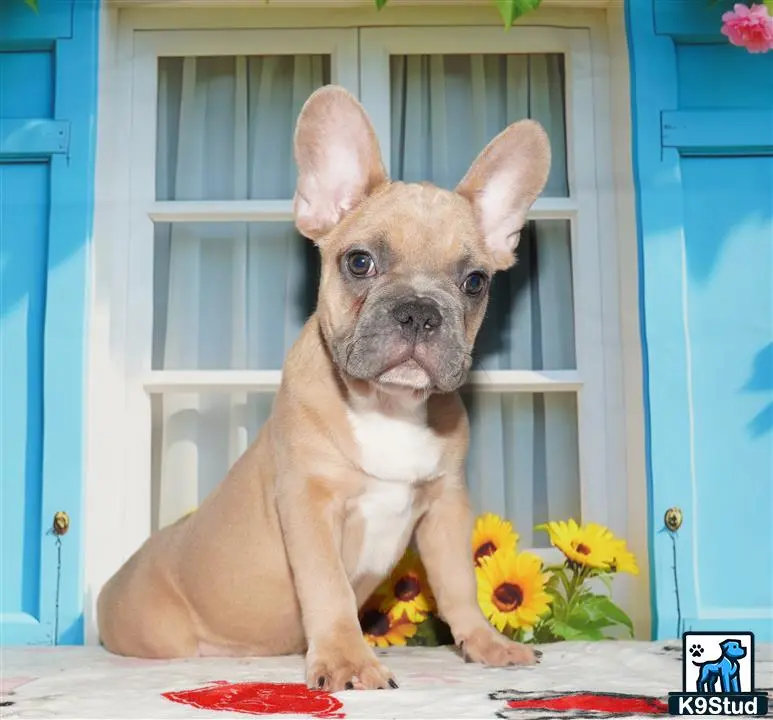 French Bulldog