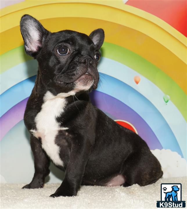 a black and white french bulldog dog