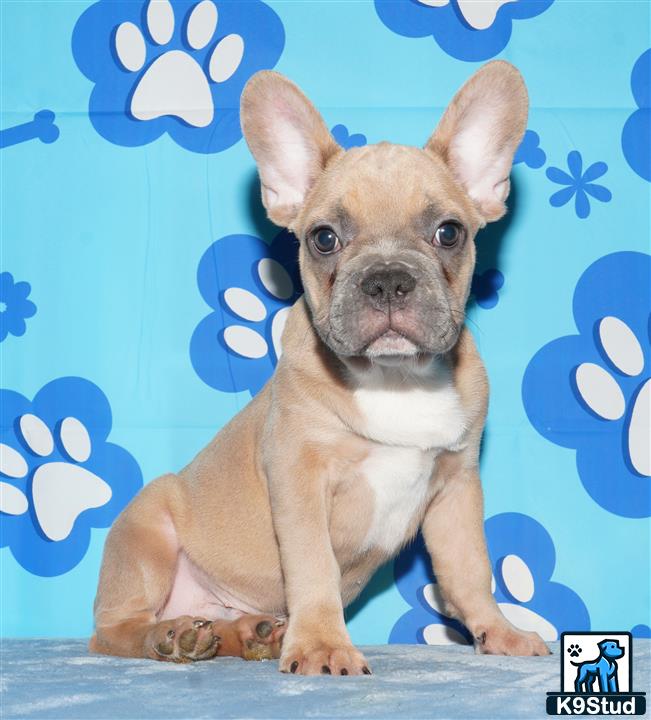 a french bulldog dog sitting on a table