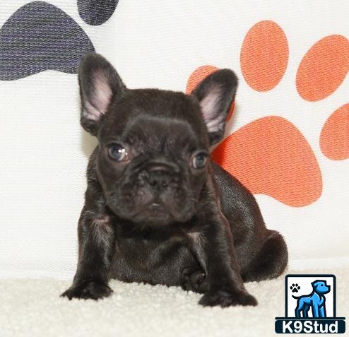a small black french bulldog dog