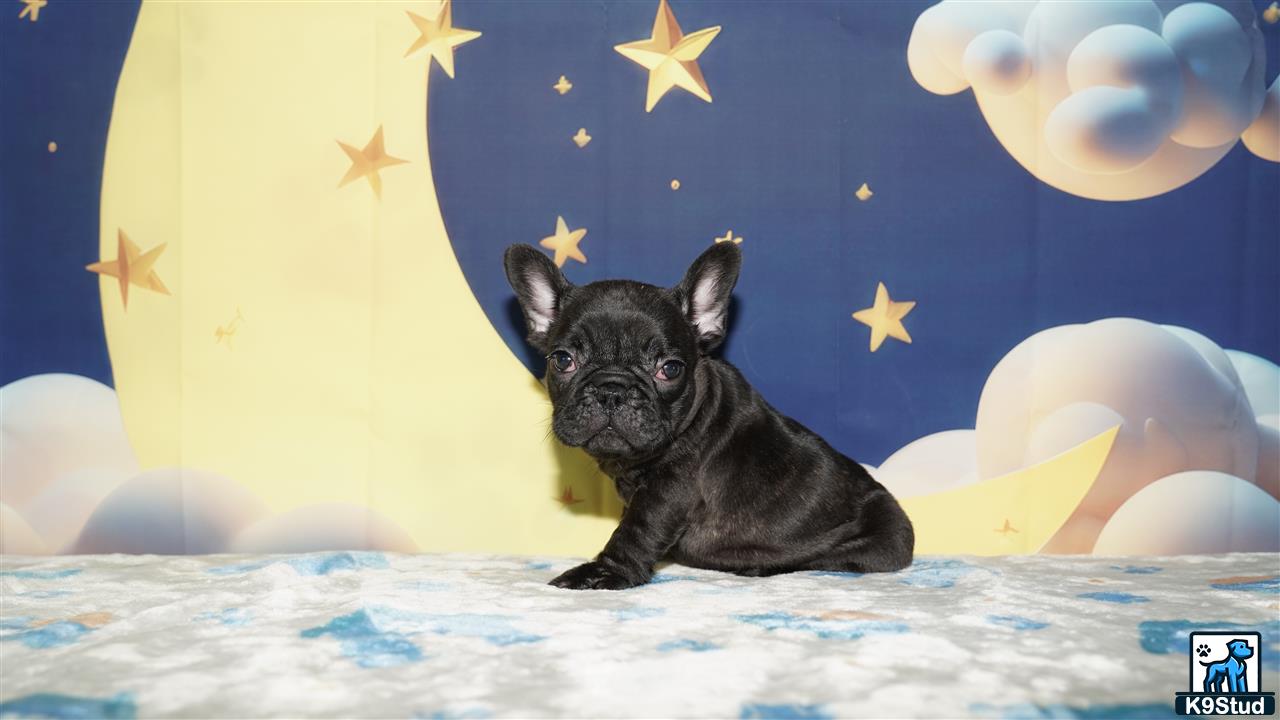 a black french bulldog dog sitting on a bed