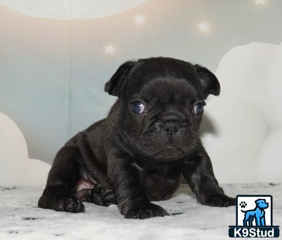 a small black french bulldog puppy
