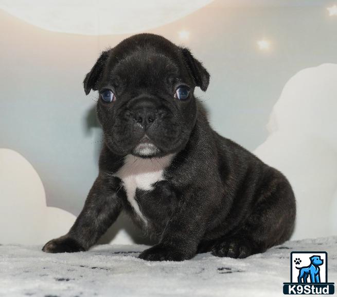 a small black french bulldog puppy