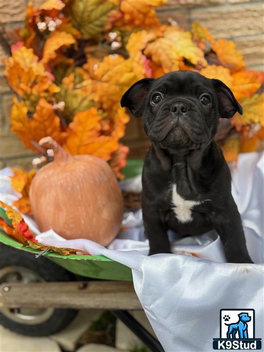 a french bulldog dog sitting in a chair