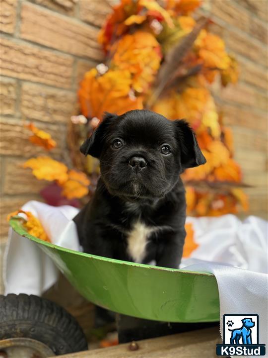 a french bulldog dog sitting in a garbage can with a pile of leaves on it