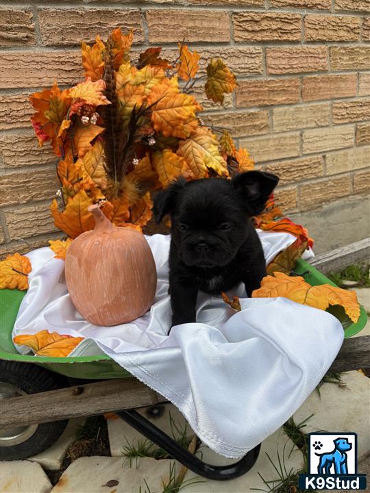 a french bulldog dog sitting in a chair with a pumpkin on it