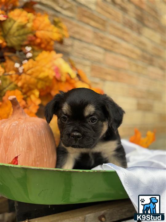 a french bulldog dog in a green box with a pumpkin and a flower