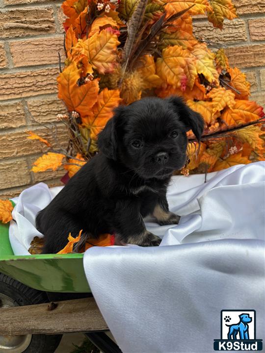a french bulldog dog sitting on a chair