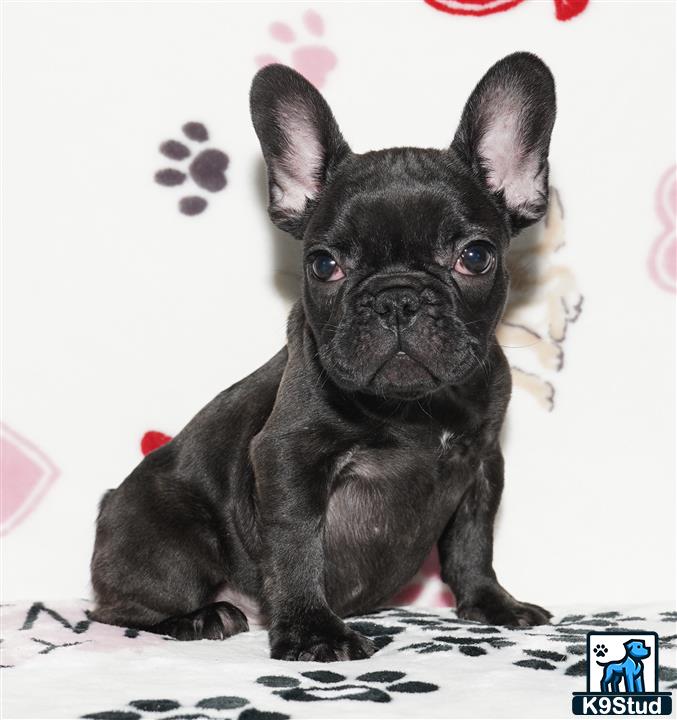 a small black french bulldog dog