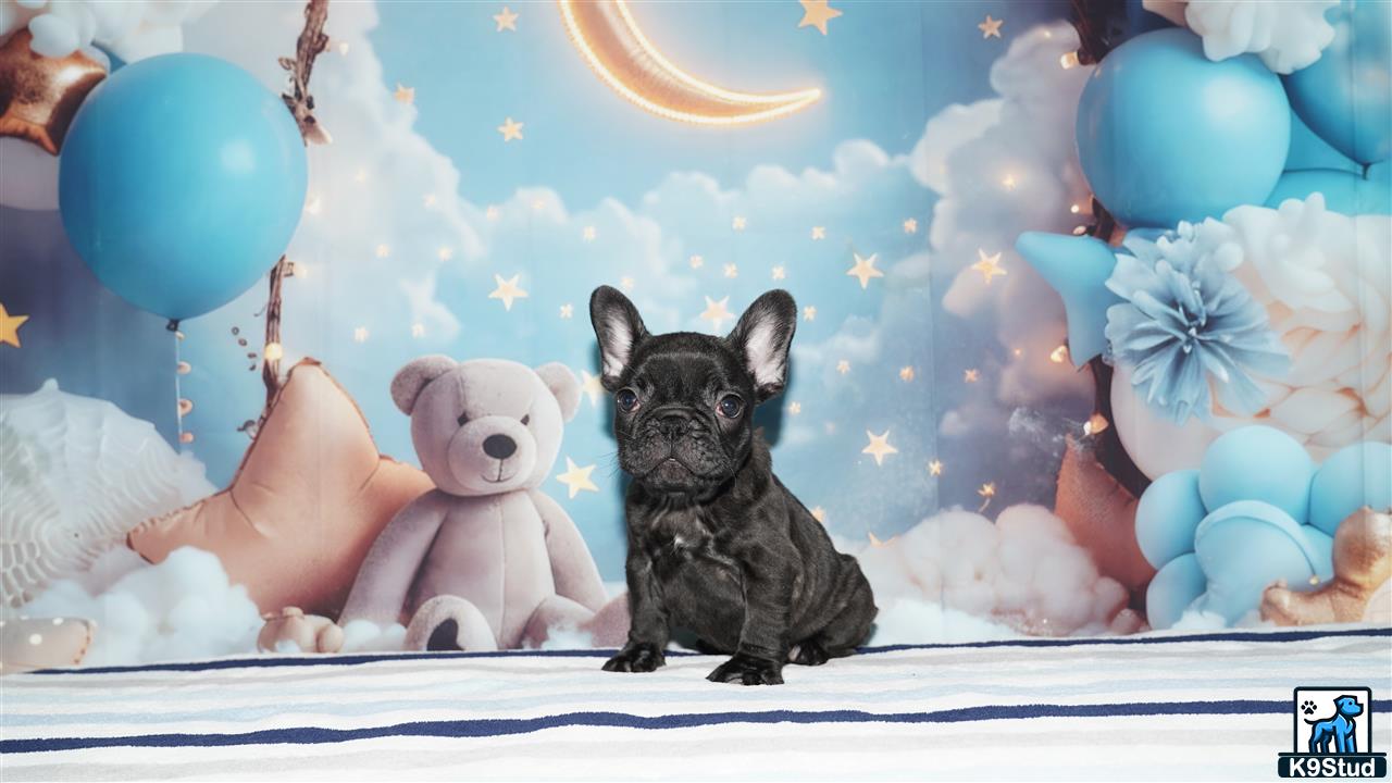a french bulldog dog sitting next to a stuffed animal