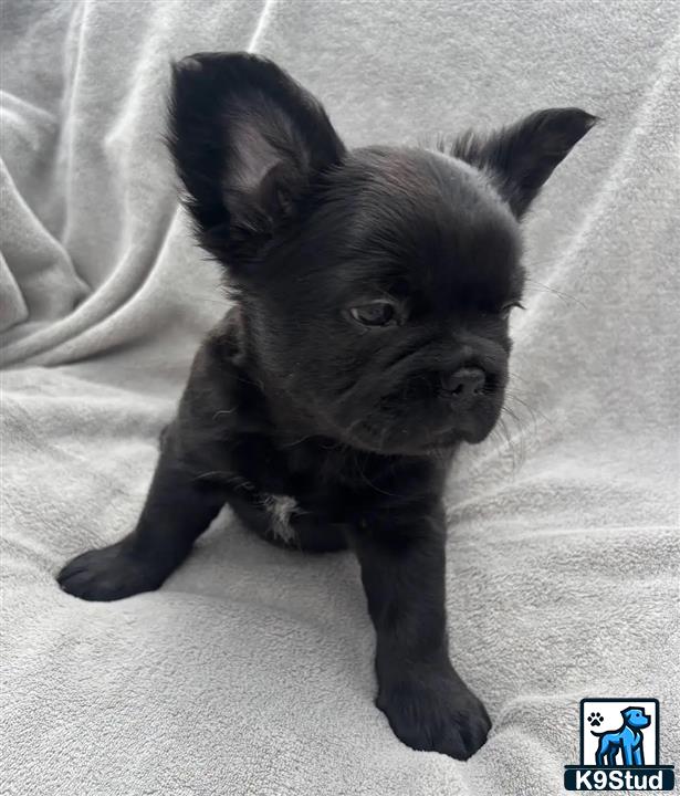a small black french bulldog puppy