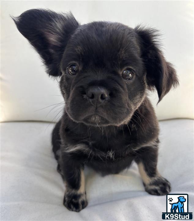 a black french bulldog puppy with a white background