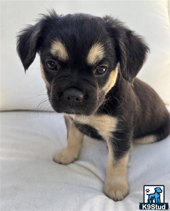 a small french bulldog puppy looking at the camera