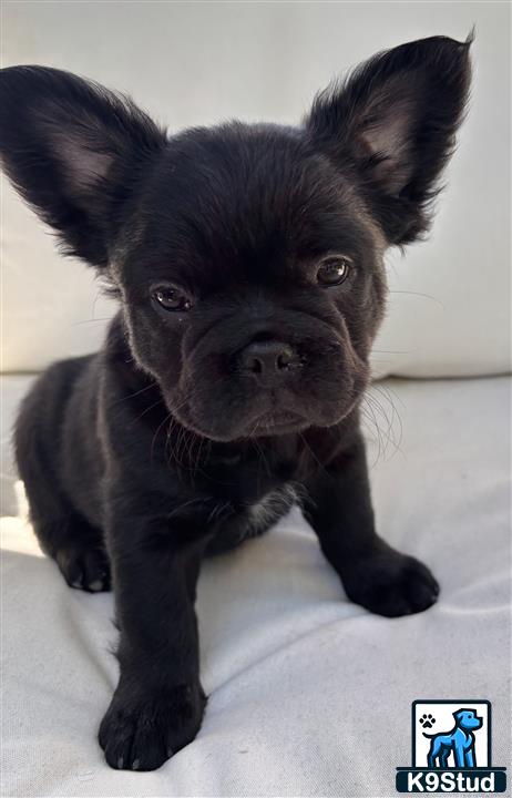 a small black french bulldog puppy