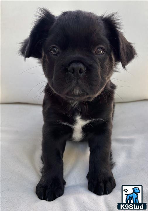 a black french bulldog puppy with a white background