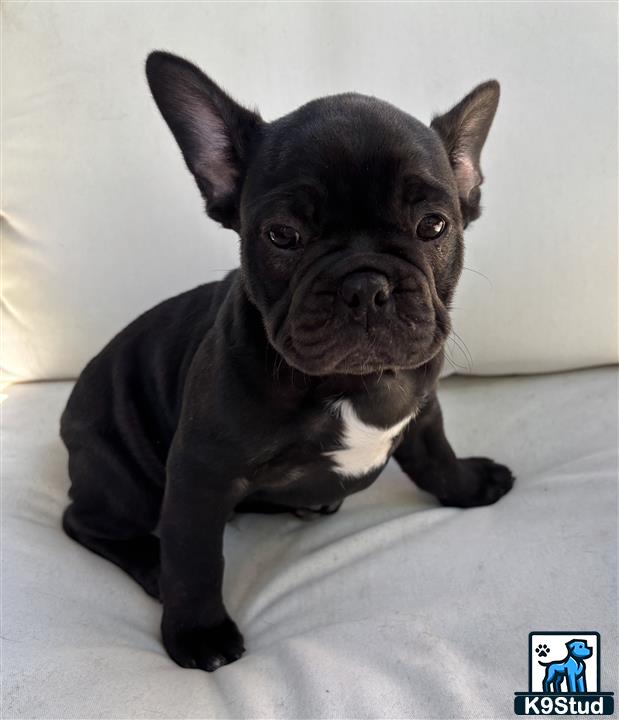 a black french bulldog dog sitting on a white surface