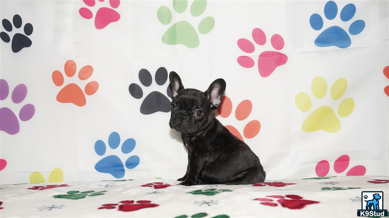 a french bulldog dog sitting on a bed