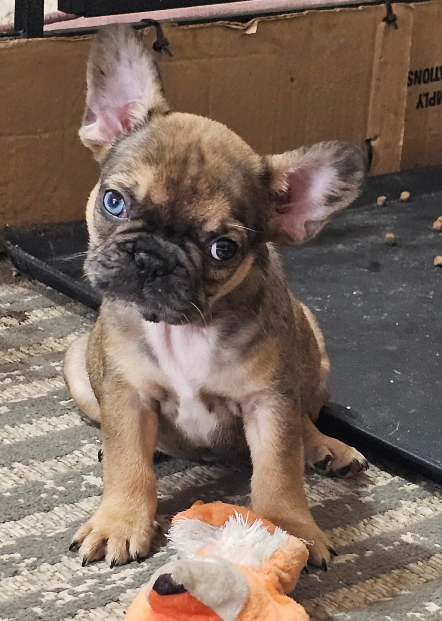 French Bulldog puppy