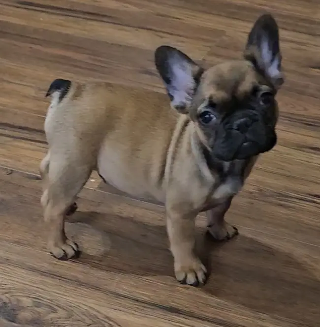 French Bulldog puppy