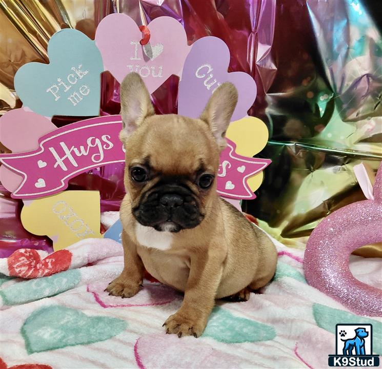a french bulldog dog wearing bunny ears