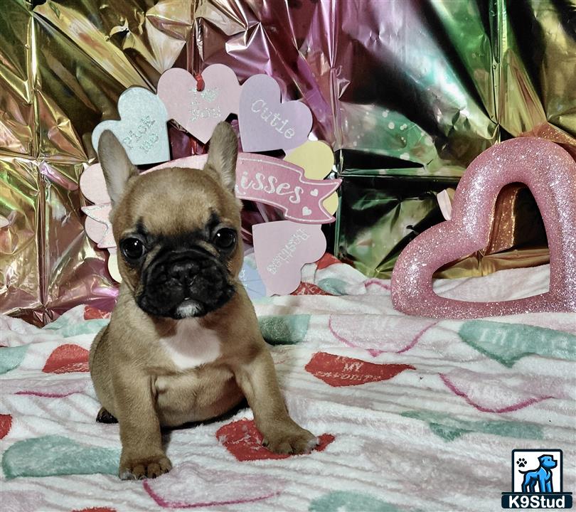 a french bulldog dog wearing a garment