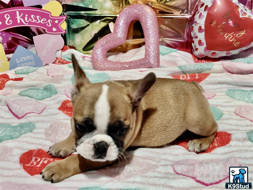 a french bulldog dog lying on a bed
