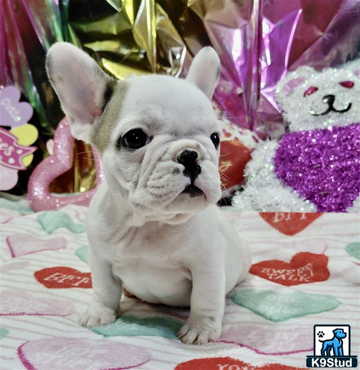 a small white french bulldog dog