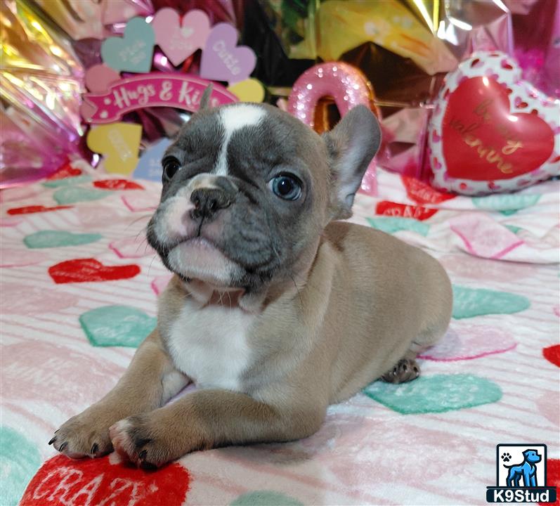 a french bulldog dog wearing a garment