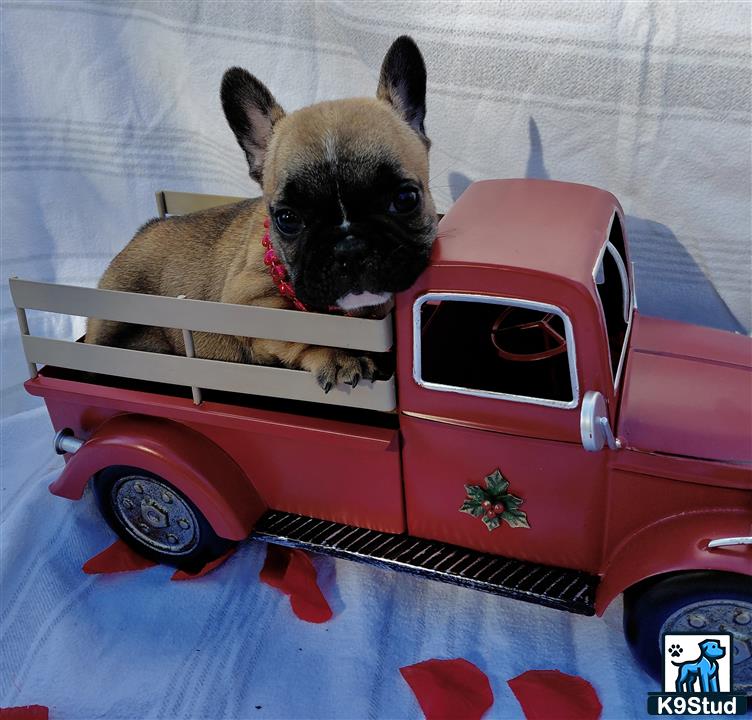 a french bulldog dog sitting in a toy car