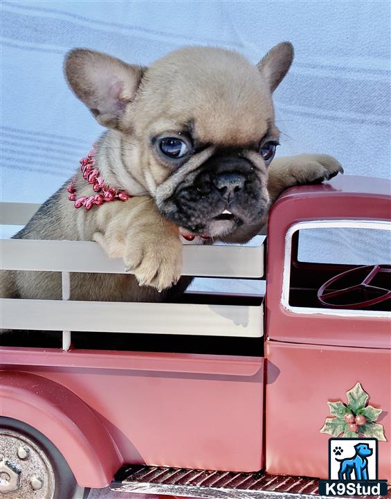 a french bulldog dog in a car