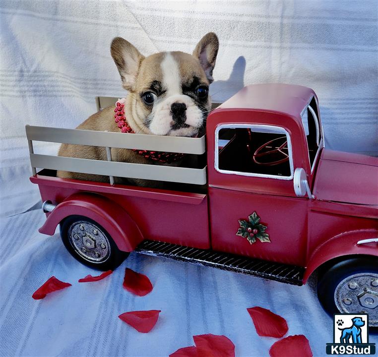 a french bulldog dog in a toy car