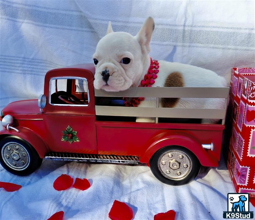 a french bulldog dog in a red truck