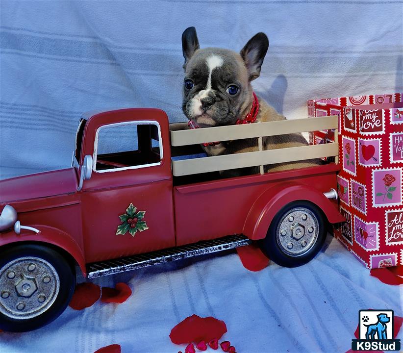 Error: Operation returned an invalid status code 429<br/>Stack Trace:    at Microsoft.Azure.CognitiveServices.Vision.ComputerVision.ComputerVisionClient.<DescribeImageInStreamWithHttpMessagesAsync>d__41.MoveNext()
--- End of stack trace from previous location where exception was thrown ---
   at System.Runtime.ExceptionServices.ExceptionDispatchInfo.Throw()
   at System.Runtime.CompilerServices.TaskAwaiter.HandleNonSuccessAndDebugger