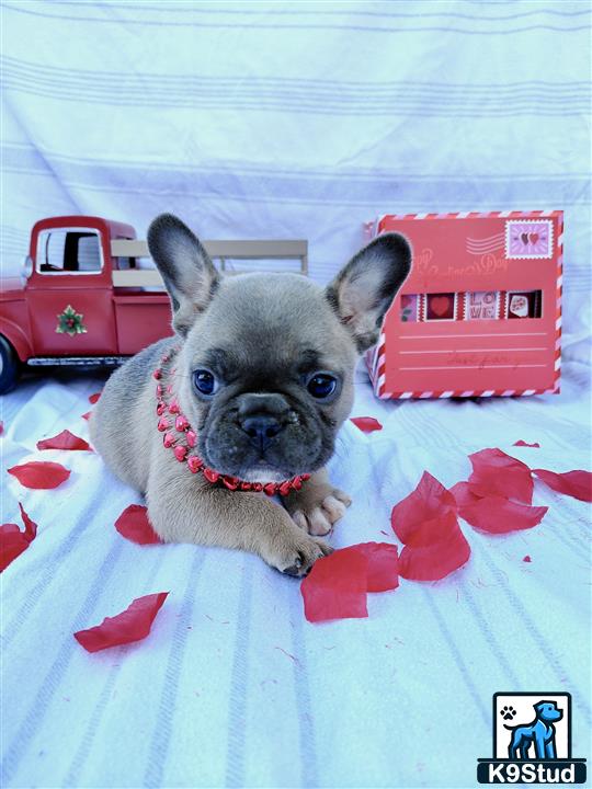 Error: Operation returned an invalid status code 429<br/>Stack Trace:    at Microsoft.Azure.CognitiveServices.Vision.ComputerVision.ComputerVisionClient.<DescribeImageInStreamWithHttpMessagesAsync>d__41.MoveNext()
--- End of stack trace from previous location where exception was thrown ---
   at System.Runtime.ExceptionServices.ExceptionDispatchInfo.Throw()
   at System.Runtime.CompilerServices.TaskAwaiter.HandleNonSuccessAndDebugger