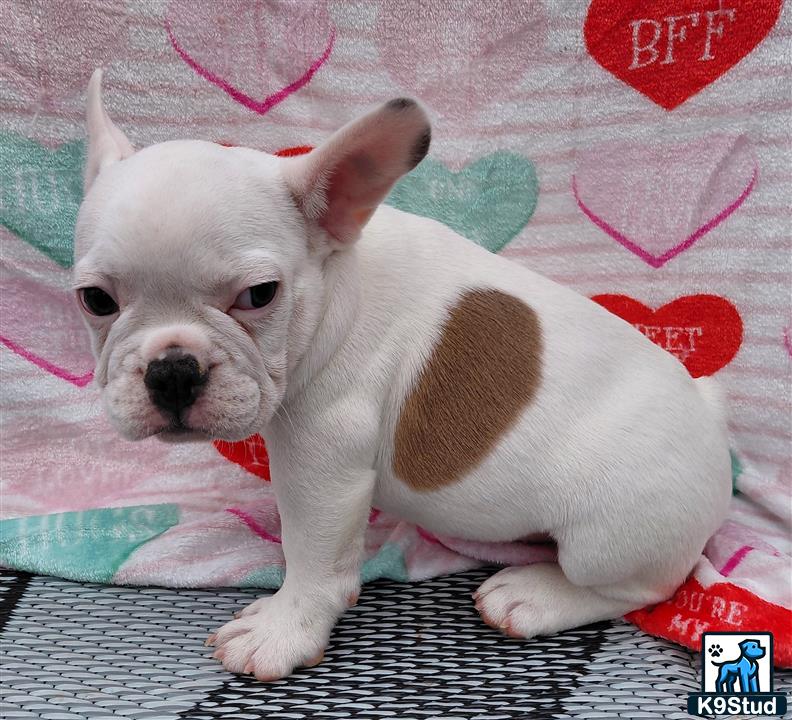 a white and brown french bulldog puppy