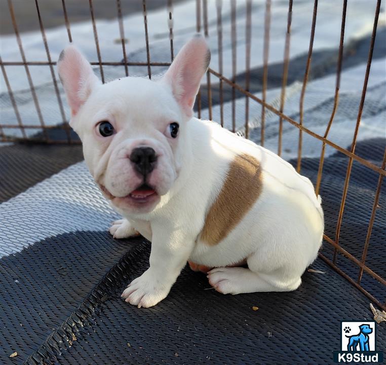 a french bulldog dog sitting on a mat