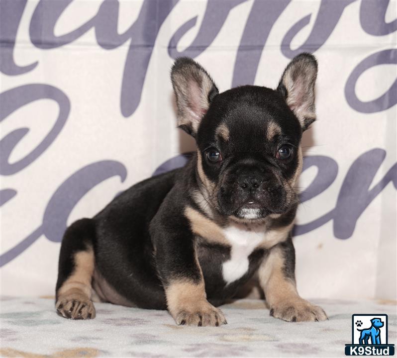 a small black french bulldog dog