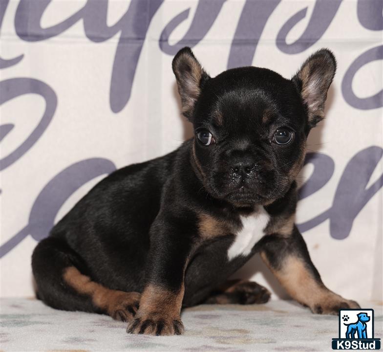 a small black french bulldog dog