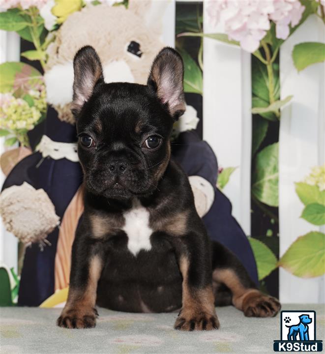 a small black french bulldog dog