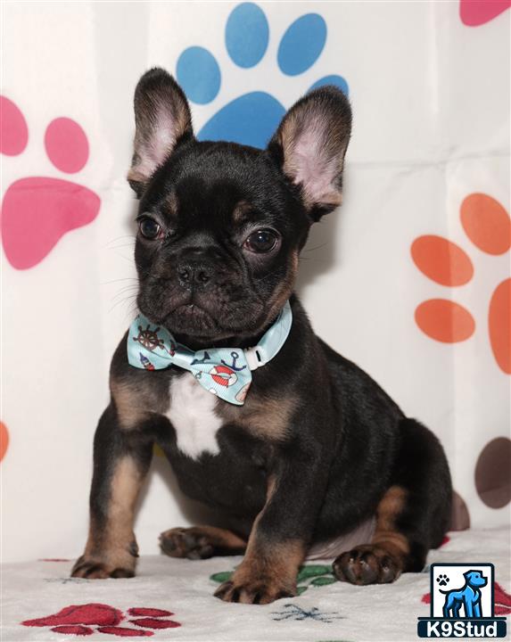 a small black french bulldog dog