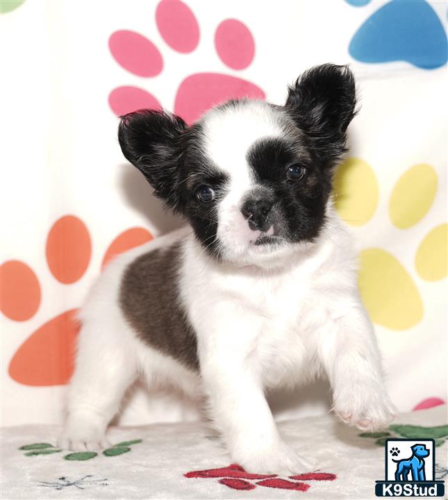 a small french bulldog puppy on a blanket