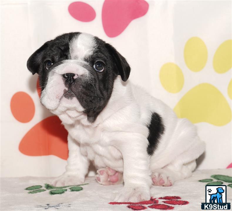 a french bulldog puppy sitting on a blanket