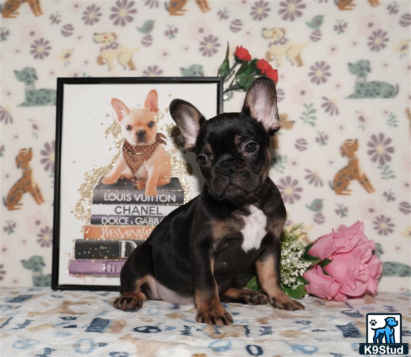 a french bulldog dog sitting on a bed