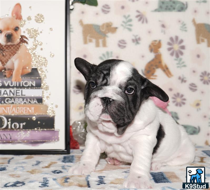a french bulldog dog sitting on a bed