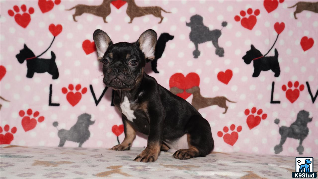 a french bulldog dog sitting on a bed